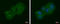 Lin-7 Homolog A, Crumbs Cell Polarity Complex Component antibody, GTX117114, GeneTex, Immunocytochemistry image 
