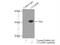 LBH Domain Containing 1 antibody, 24389-1-AP, Proteintech Group, Immunoprecipitation image 