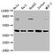 Flap Structure-Specific Endonuclease 1 antibody, CSB-RA008585A0HU, Cusabio, Western Blot image 