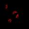 Centrin 2 antibody, orb340905, Biorbyt, Immunocytochemistry image 