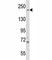 Ras GTPase-activating-like protein IQGAP1 antibody, F45144-0.4ML, NSJ Bioreagents, Western Blot image 
