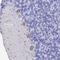 Potassium Two Pore Domain Channel Subfamily K Member 18 antibody, HPA044739, Atlas Antibodies, Immunohistochemistry frozen image 