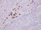 Immunoglobulin Lambda Like Polypeptide 1 antibody, PA5-29712, Invitrogen Antibodies, Immunohistochemistry frozen image 