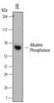 Alkaline Phosphatase, Placental antibody, MAB5905, R&D Systems, Western Blot image 