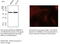 Tubulin alpha-4A chain antibody, AB0046-500, SICGEN, Western Blot image 