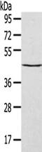 Septin 2 antibody, CSB-PA033044, Cusabio, Western Blot image 