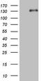 Lipin 1 antibody, LS-C339962, Lifespan Biosciences, Western Blot image 