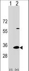 Dual Adaptor Of Phosphotyrosine And 3-Phosphoinositides 1 antibody, LS-C159437, Lifespan Biosciences, Western Blot image 