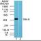 Thyrotropin Releasing Hormone Receptor antibody, orb87636, Biorbyt, Western Blot image 