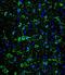 MAP2 antibody, LS-C163992, Lifespan Biosciences, Immunofluorescence image 