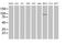 Complement C1r antibody, MA5-26365, Invitrogen Antibodies, Western Blot image 