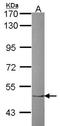 Zinc Finger Protein 212 antibody, NBP2-20975, Novus Biologicals, Western Blot image 