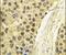 Cyclin A2 antibody, PA5-14174, Invitrogen Antibodies, Immunohistochemistry frozen image 