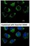 Probable G-protein coupled receptor 32 antibody, PA5-28736, Invitrogen Antibodies, Immunofluorescence image 