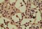 Imp8 antibody, NBP2-24751, Novus Biologicals, Immunohistochemistry frozen image 