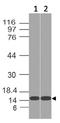 Acyl-CoA Thioesterase 13 antibody, A07288, Boster Biological Technology, Western Blot image 