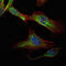 RPTOR Independent Companion Of MTOR Complex 2 antibody, M03195, Boster Biological Technology, Immunofluorescence image 