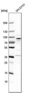 Rho guanine nucleotide exchange factor 7 antibody, PA5-52097, Invitrogen Antibodies, Western Blot image 