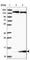 Formation Of Mitochondrial Complex V Assembly Factor 1 Homolog antibody, HPA045663, Atlas Antibodies, Western Blot image 