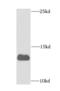 Ferredoxin 1 antibody, FNab03066, FineTest, Western Blot image 