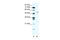 Rhabdomyosarcoma antigen MU-RMS-40.8 antibody, 28-196, ProSci, Western Blot image 