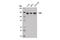 Kinesin Family Member 11 antibody, 14404S, Cell Signaling Technology, Western Blot image 