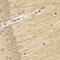 Transcobalamin 2 antibody, STJ28322, St John