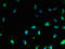 Transmembrane Protein 47 antibody, A63644-100, Epigentek, Immunofluorescence image 