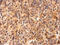 Coactivator Associated Arginine Methyltransferase 1 antibody, GTX129040, GeneTex, Immunohistochemistry paraffin image 
