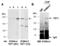 Tet Methylcytosine Dioxygenase 1 antibody, R1084-2, Abiocode, Western Blot image 