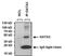 GATA Binding Protein 3 antibody, MA1-028, Invitrogen Antibodies, Immunoprecipitation image 