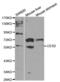 Carboxylesterase 2 antibody, abx001275, Abbexa, Western Blot image 