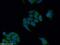 Fucosyltransferase 9 antibody, 18197-1-AP, Proteintech Group, Immunofluorescence image 