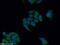 Fuc-TVII antibody, 18197-1-AP, Proteintech Group, Immunofluorescence image 