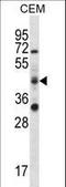 RNA Binding Motif Protein 42 antibody, LS-C162500, Lifespan Biosciences, Western Blot image 