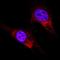 Activating Transcription Factor 6 antibody, NBP2-76329, Novus Biologicals, Immunofluorescence image 