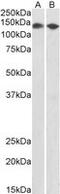 Cell Cycle And Apoptosis Regulator 2 antibody, MBS423396, MyBioSource, Western Blot image 