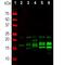 Myelin Basic Protein antibody, NBP2-50035, Novus Biologicals, Western Blot image 