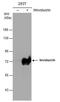Involucrin antibody, PA5-30582, Invitrogen Antibodies, Western Blot image 