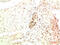 Chromobox 5 antibody, abx159364, Abbexa, Immunohistochemistry paraffin image 