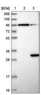 GTP-binding protein Di-Ras3 antibody, NBP1-90105, Novus Biologicals, Western Blot image 