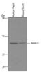 ATPase H+ Transporting Accessory Protein 2 antibody, AF5716, R&D Systems, Western Blot image 