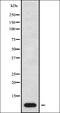 ATP Synthase F1 Subunit Epsilon antibody, orb338034, Biorbyt, Western Blot image 