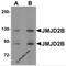 Lysine Demethylase 4B antibody, 5375, ProSci, Western Blot image 