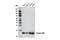 Histone Cluster 1 H2B Family Member B antibody, 12364S, Cell Signaling Technology, Western Blot image 