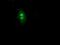 Ubiquitin Like 4A antibody, NBP2-03621, Novus Biologicals, Immunofluorescence image 