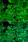 Interleukin 10 Receptor Subunit Alpha antibody, A1830, ABclonal Technology, Immunofluorescence image 