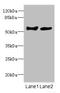 Cochlin antibody, LS-C675557, Lifespan Biosciences, Western Blot image 