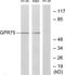 G Protein-Coupled Receptor 75 antibody, TA315128, Origene, Western Blot image 