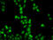 Hepatoma-derived growth factor-related protein 2 antibody, LS-C349179, Lifespan Biosciences, Immunofluorescence image 